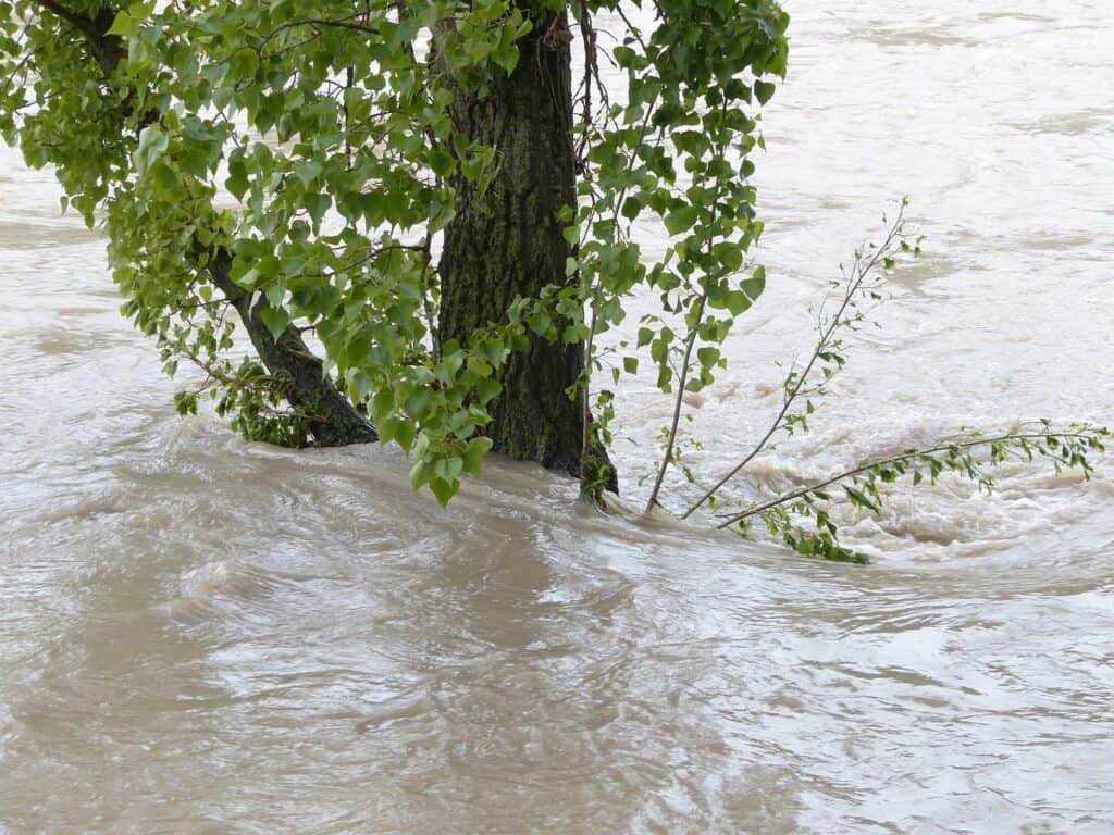 image d'un arbre dans l'eau à cause d'une inondation