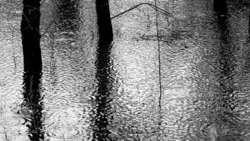 image de pluie qui tombe, inondation dans la nature, arbres