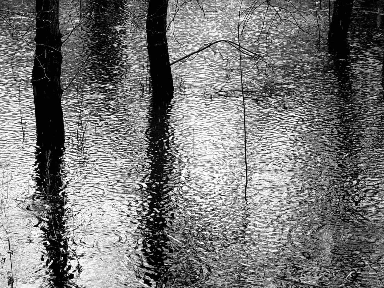 image de pluie qui tombe, inondation dans la nature, arbres
